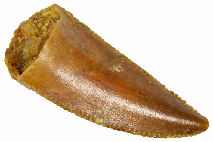 Serrated, Raptor Premaxillary Tooth - Real Dinosaur Tooth #360979